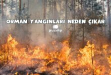 Orman Yangınları Neden Çıkar